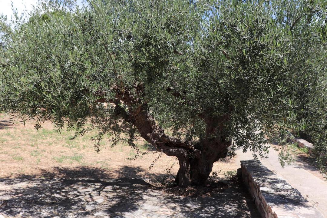 Photo of Outdoor in Pylos-Nestoras