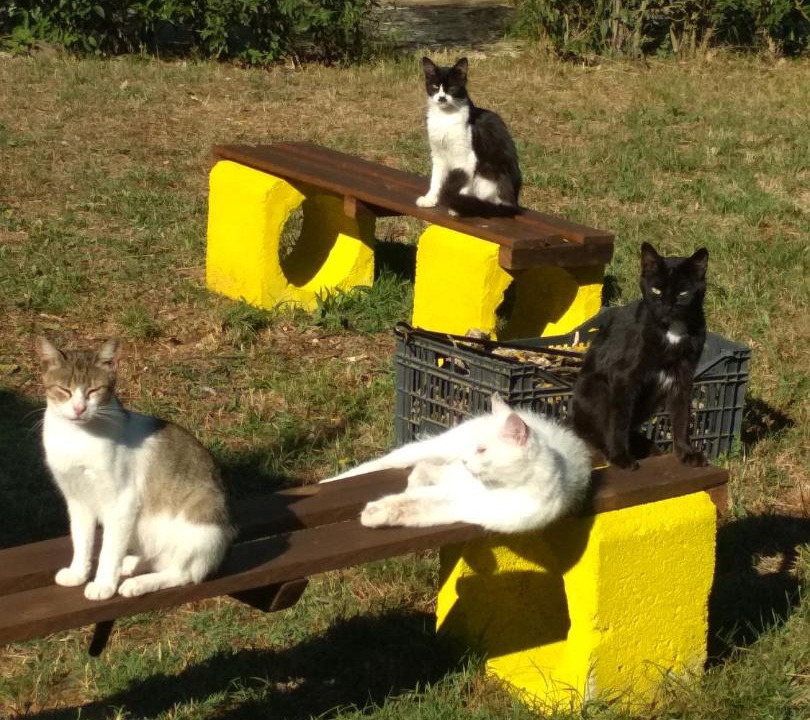Photo of Others in Karpenisi