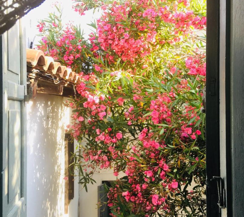 Photo of Others in Skiathos
