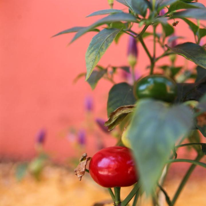 Photo of Outdoor in Kato Korakiana