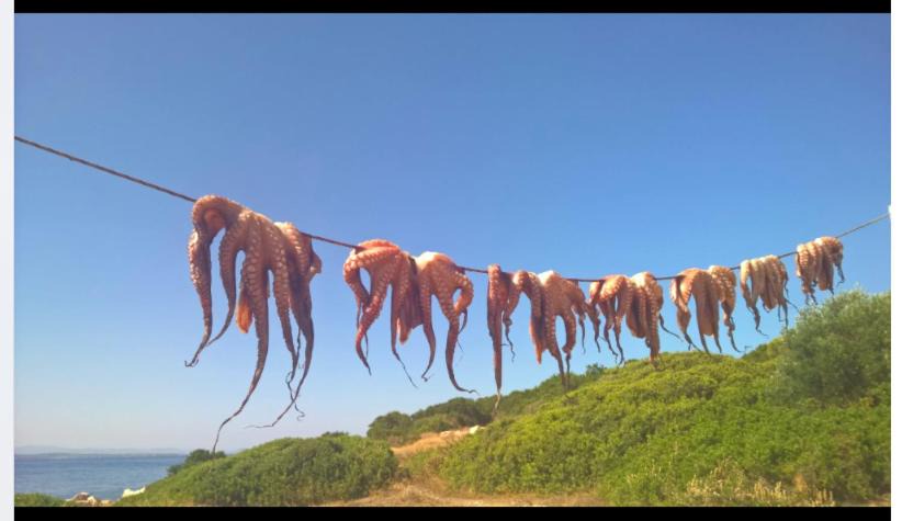 Photo of Others in Markopoulo Mesogaias
