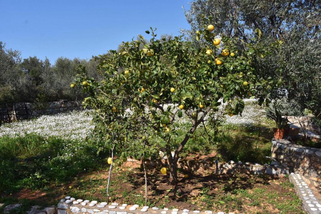 Photo of Others in Kardamyli
