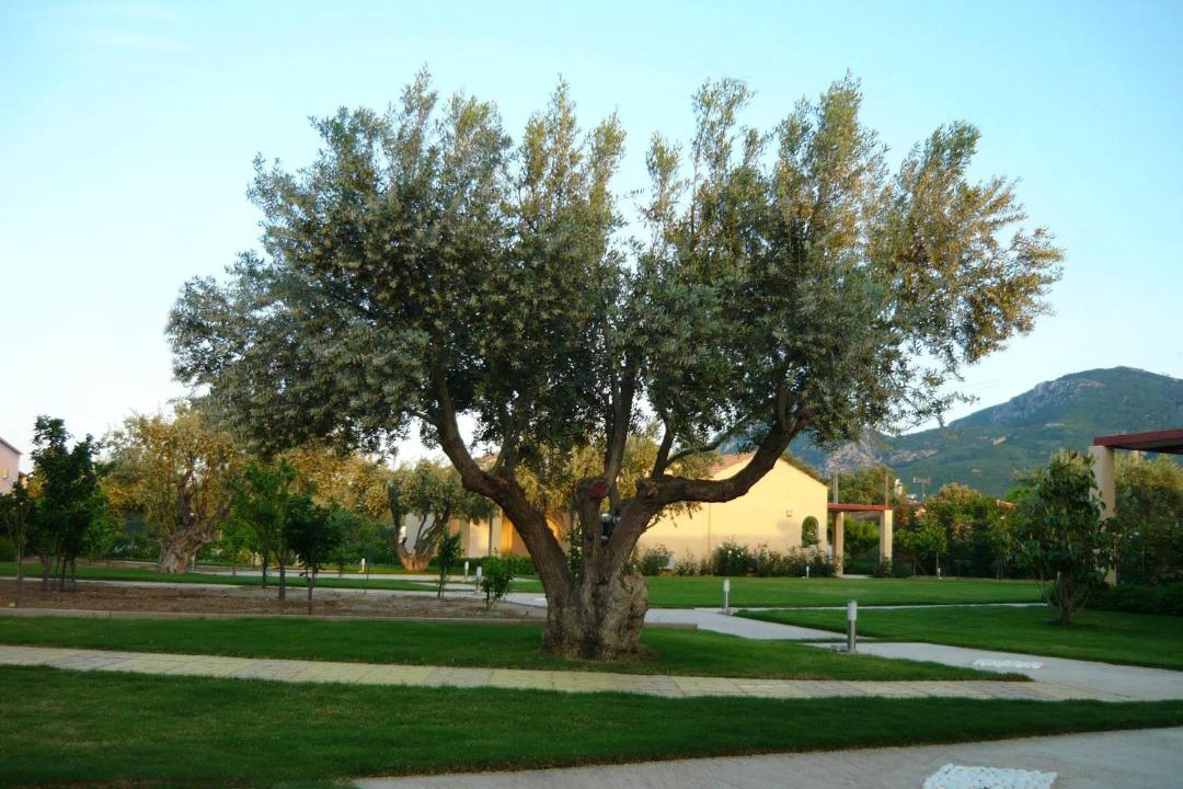 Photo of Others in Agii Apostoli