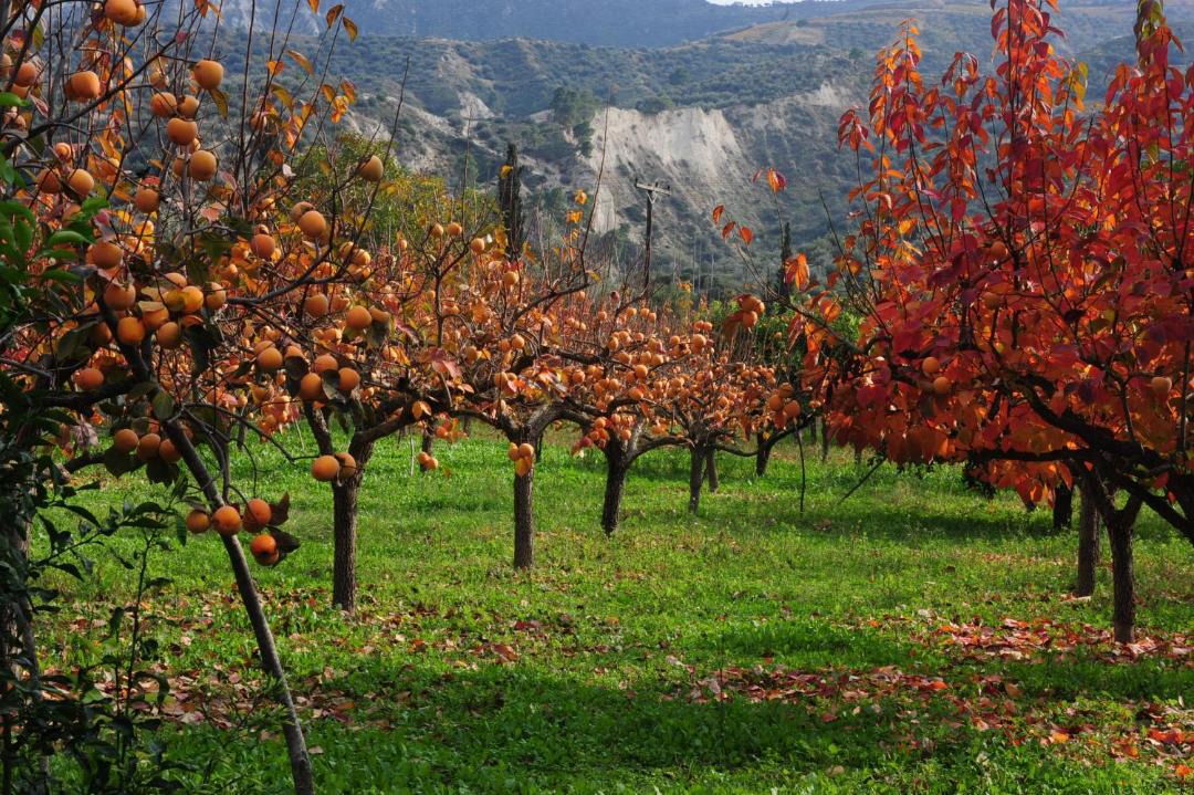 Photo of Others in Mesaia Trikala